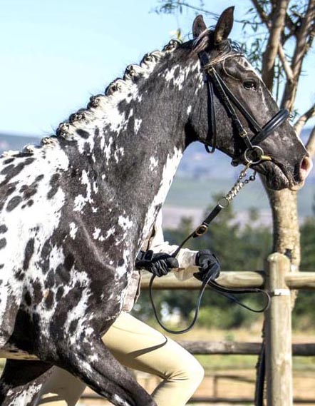 Painted Wap Meyers Watermark - Appaloosa Horse For Sale